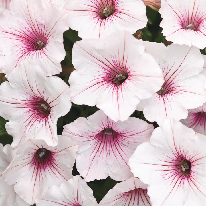 Supertunia Vista® Series – Proven Winners Direct™