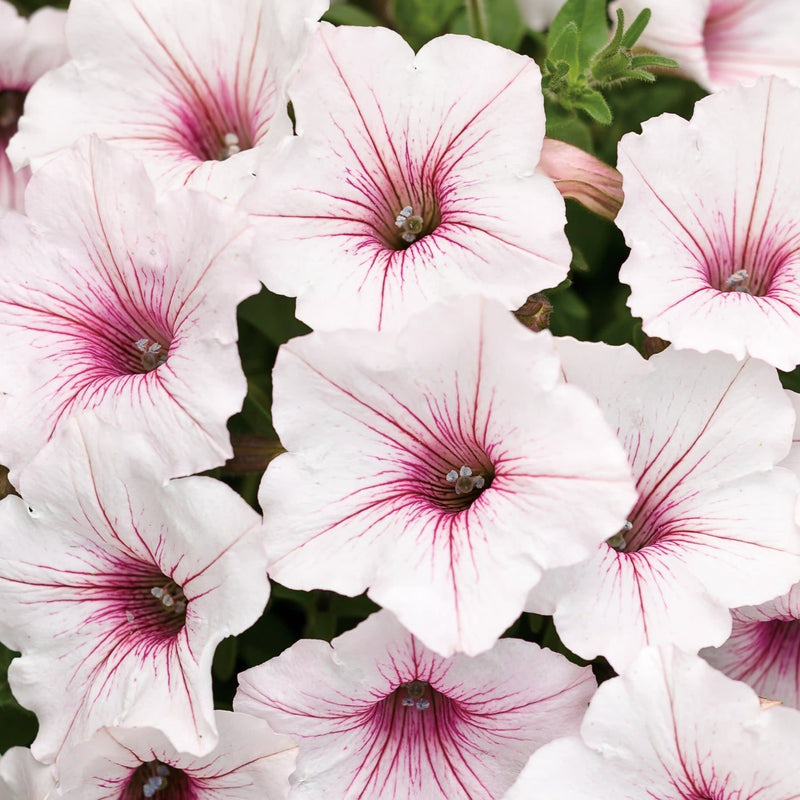 Supertunia Vista Silverberry Petunia up close.