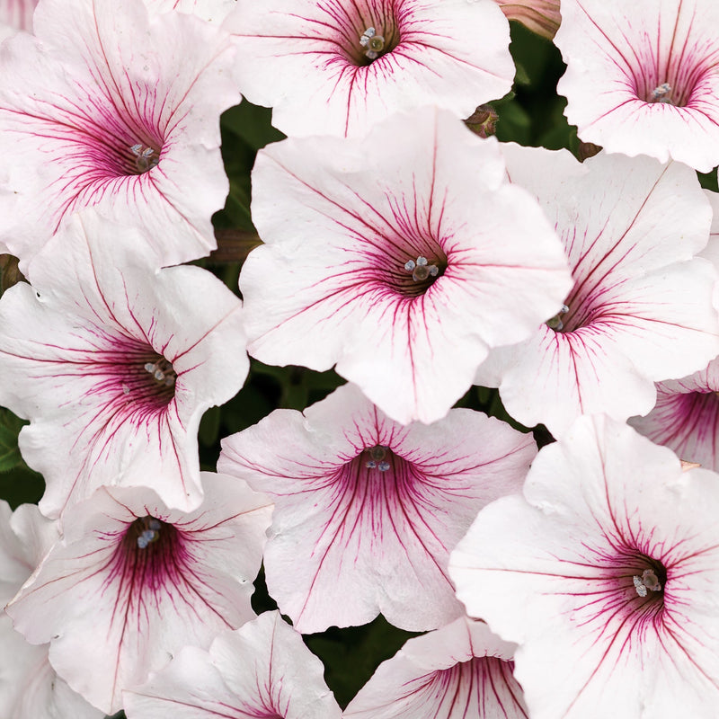 Supertunia Vista Silverberry Petunia up close.