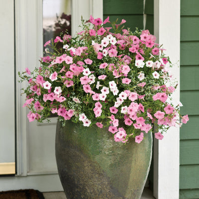 Supertunia Vista Silverberry Petunia in use.