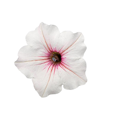 Supertunia Vista® Silverberry Petunia (Petunia hybrid)