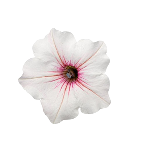 Supertunia Vista® Silverberry Petunia (Petunia hybrid)