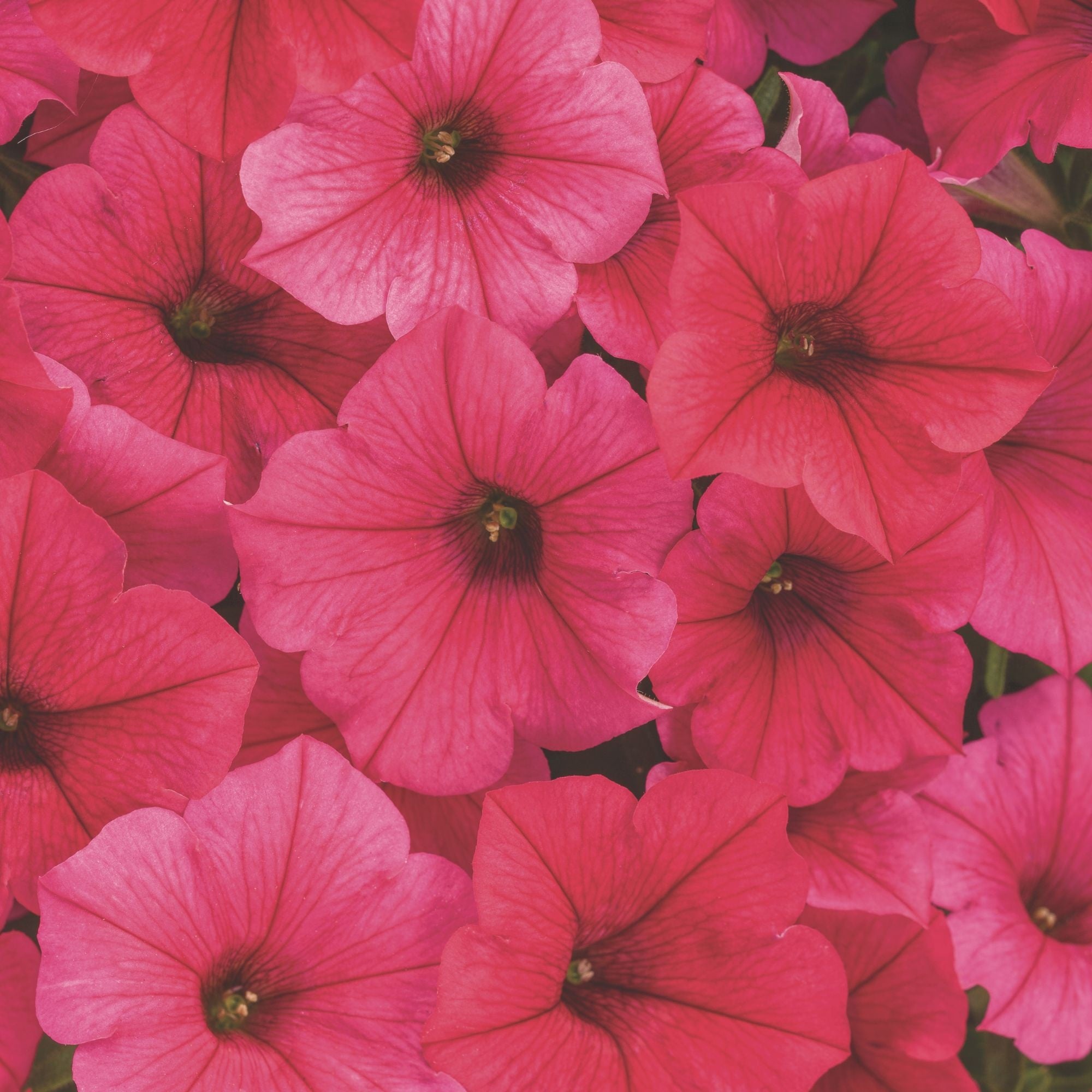 Petunia | Royale Supertunia Vista® Paradise | Proven Winners