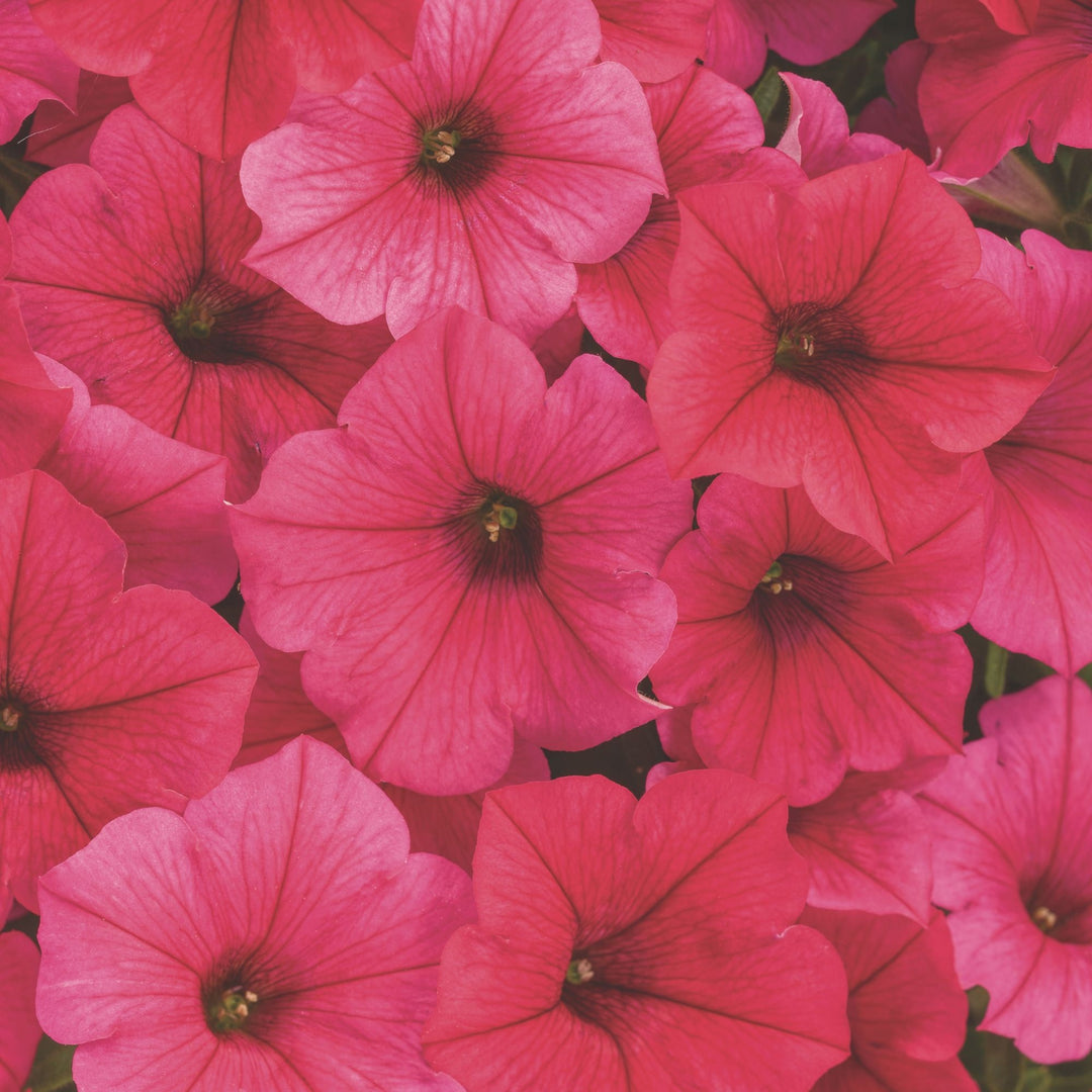 Supertunia Vista® Paradise Petunia