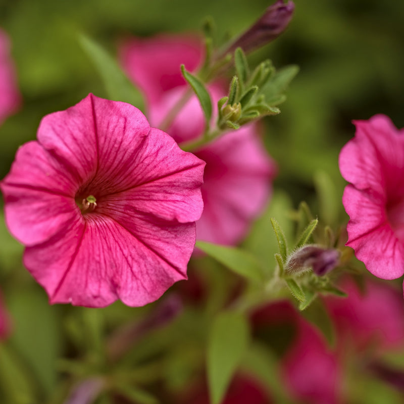 Supertunia Vista Paradise Petunia up close.