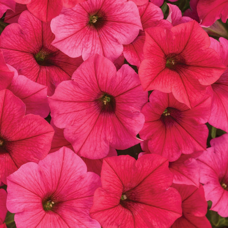 Supertunia Vista Paradise Petunia up close.