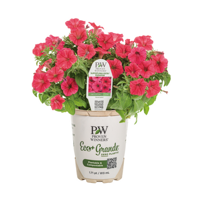 Supertunia Vista® Paradise Petunia (Petunia hybrid)