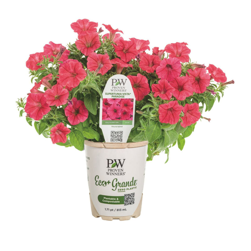 Supertunia Vista® Paradise Petunia