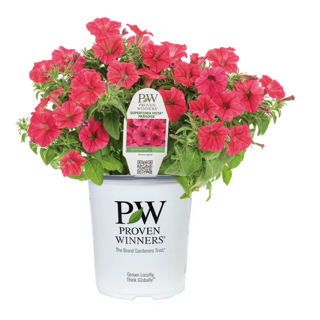 Petunia | Royale Supertunia Vista® Paradise | Proven Winners