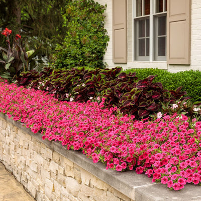 Supertunia Vista® Paradise Petunia (Petunia hybrid)