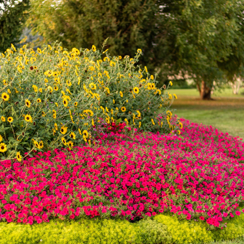 Supertunia Vista Paradise Petunia in use.