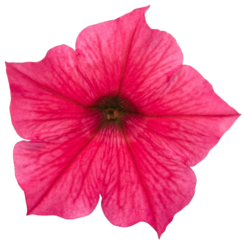 Supertunia Vista® Paradise Petunia (Petunia hybrid)