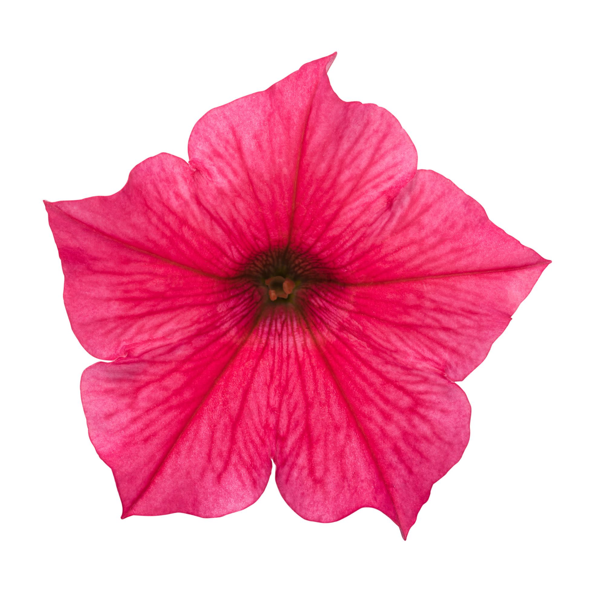 Petunia | Royale Supertunia Vista® Paradise | Proven Winners