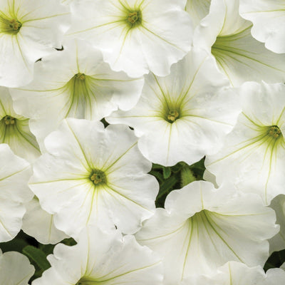 Supertunia Vista Snowdrift Petunia up close.