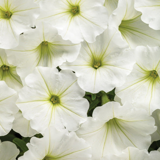 Supertunia Vista® Snowdrift™ Petunia