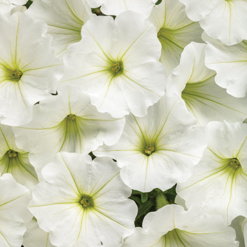 Supertunia Vista Snowdrift Petunia up close.