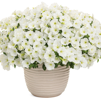 Limited Edition Royale | Supertunia Vista® Snowdrift™ Petunia (Petunia hybrid)