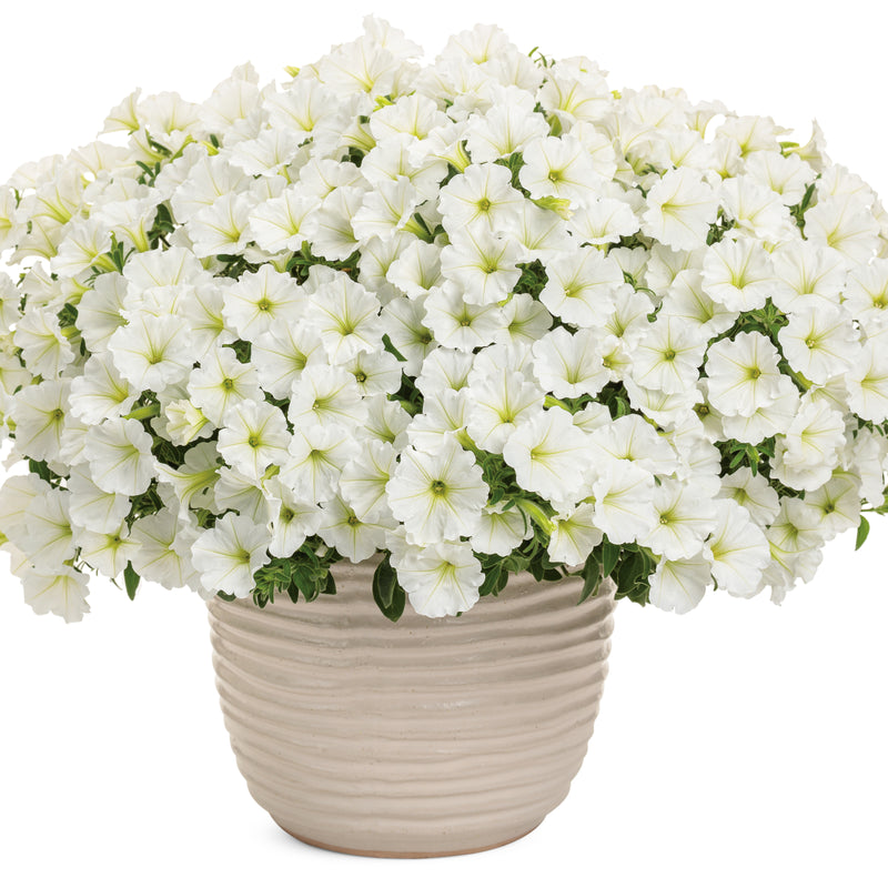 Limited Edition Royale | Supertunia Vista® Snowdrift™ Petunia (Petunia hybrid)