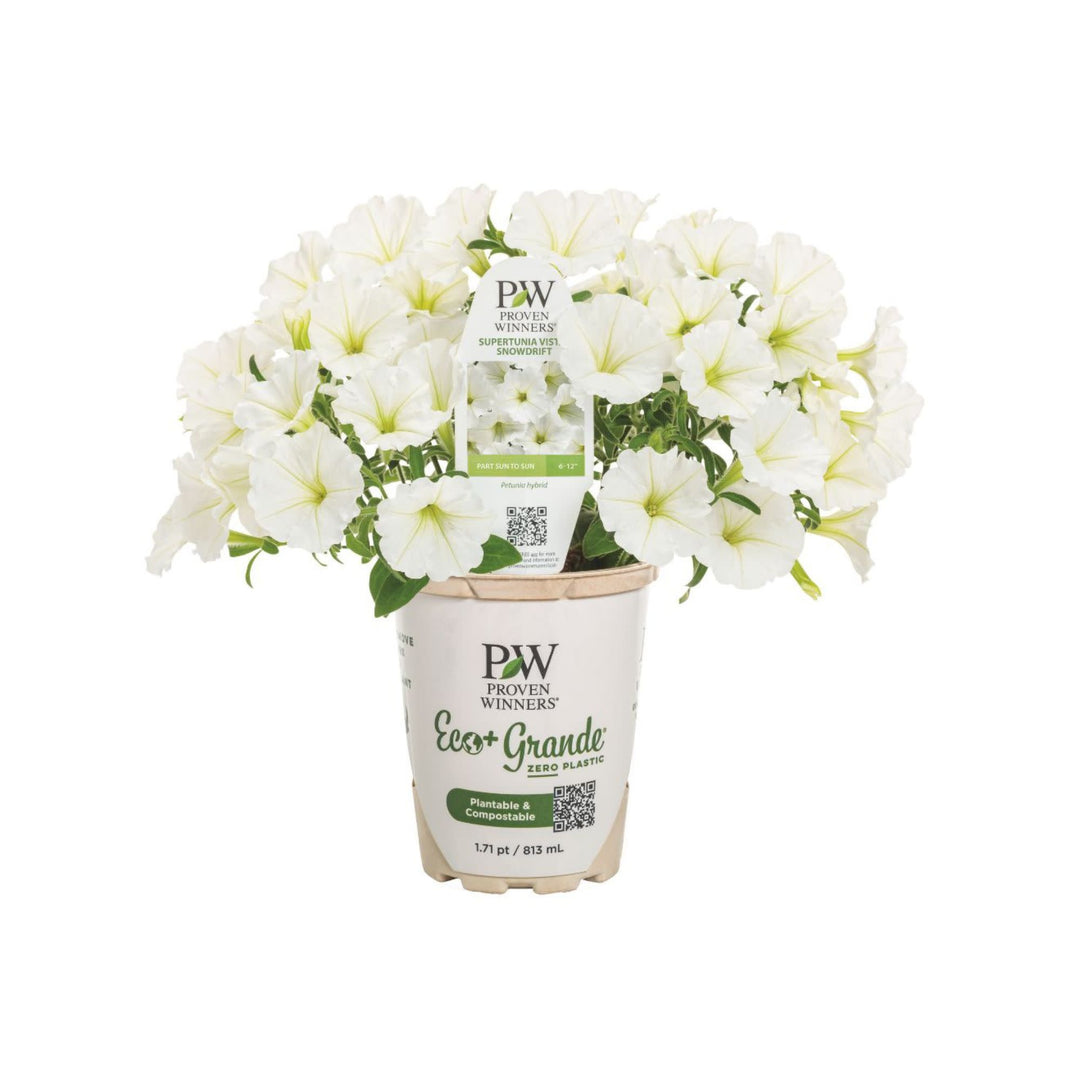 Supertunia Vista® Snowdrift™ Petunia