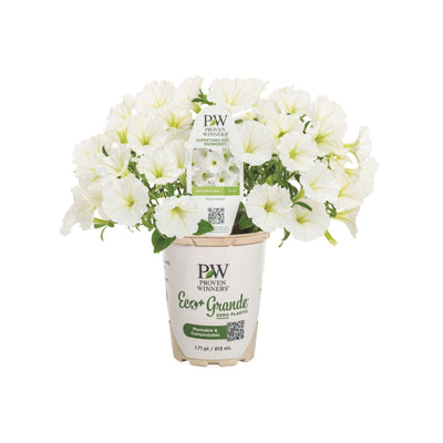 Supertunia Vista® Snowdrift™ Petunia