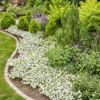 Supertunia Vista Snowdrift Petunia in use.