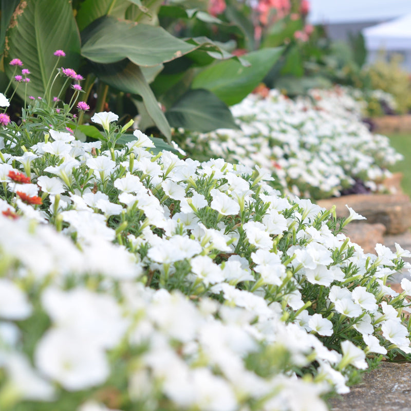 Supertunia Vista Snowdrift Petunia in use.