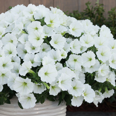 Supertunia Vista Snowdrift Petunia in use.