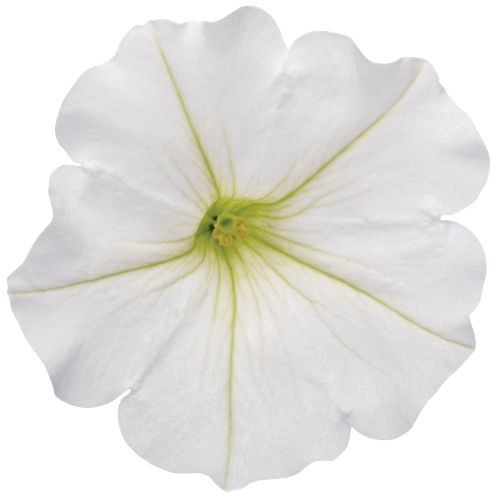 Supertunia Vista® Snowdrift™ Petunia (Petunia hybrid)