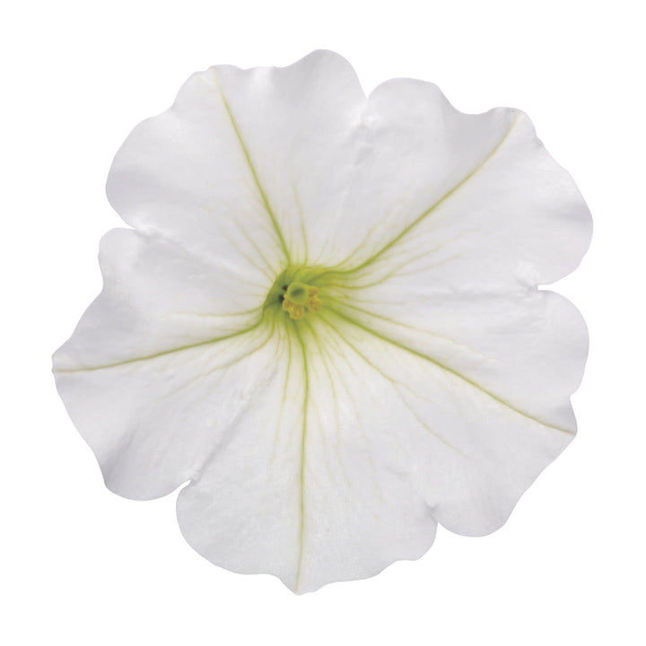 Supertunia Vista® Snowdrift™ Petunia