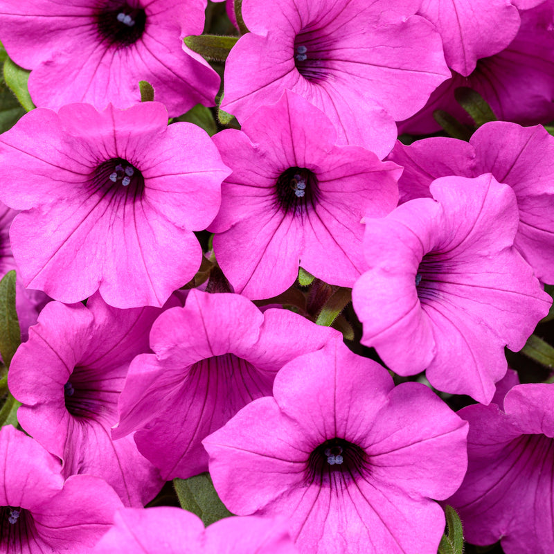 Supertunia Vista® Jazzberry® Petunia close up.