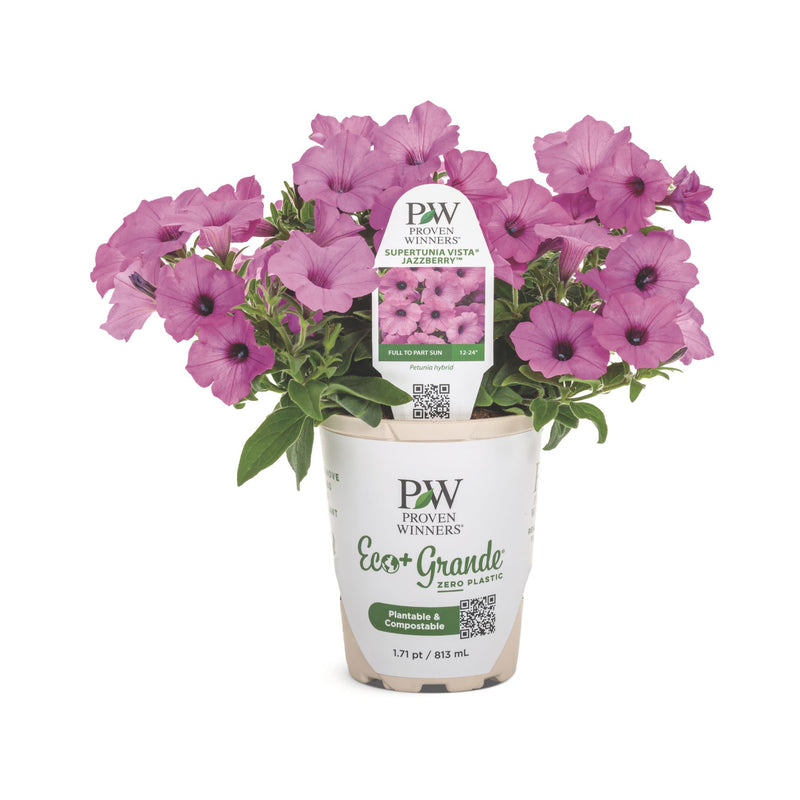 Supertunia Vista® Jazzberry® Petunia