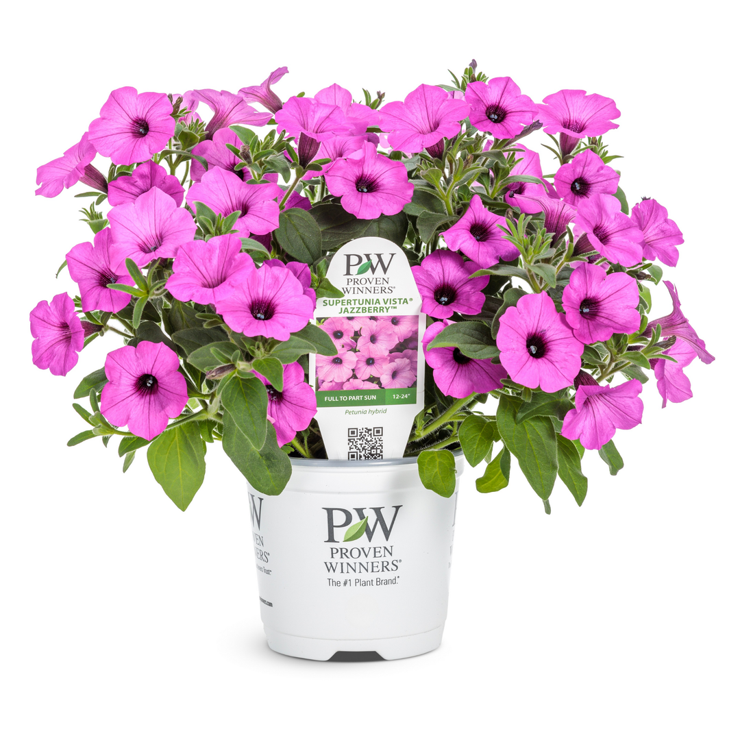 Petunia | Royale Supertunia Vista® Jazzberry® | Proven Winners