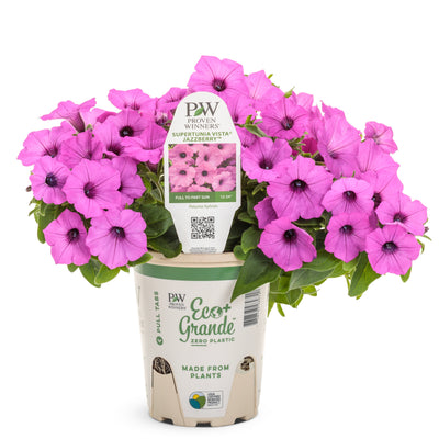 Supertunia Vista® Jazzberry® Petunia in pot.