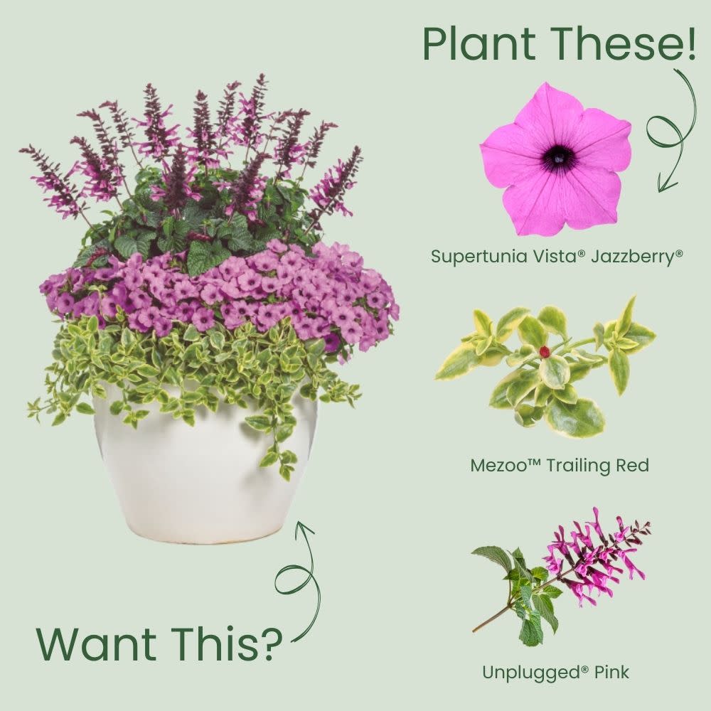 Petunia | Royale Supertunia Vista® Jazzberry® | Proven Winners