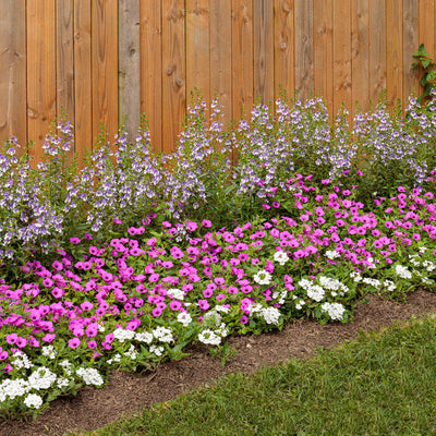 Supertunia Vista Jazzberry Petunia in use.