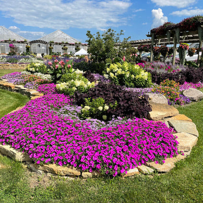 Supertunia Vista Jazzberry Petunia in use.