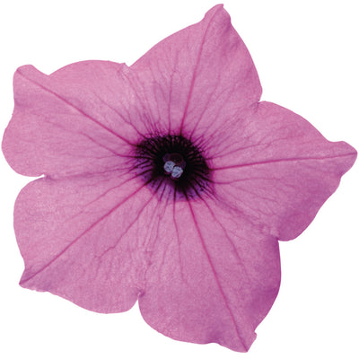 Supertunia Vista® Jazzberry® Petunia (Petunia hybrid)