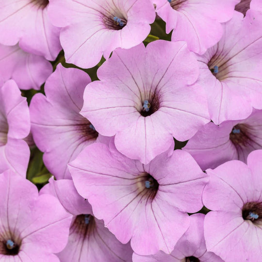 Supertunia Vista® Cool Jazz Petunia | Proven Winners® New Variety 2026