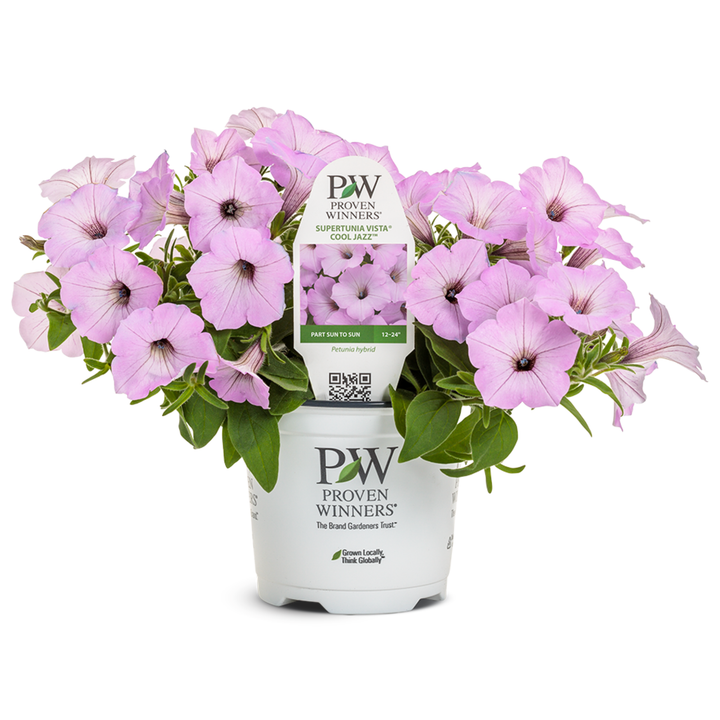 サンスベリア Petunia | Royale Supertunia Vista® Cool Jazz™ | Proven Winners