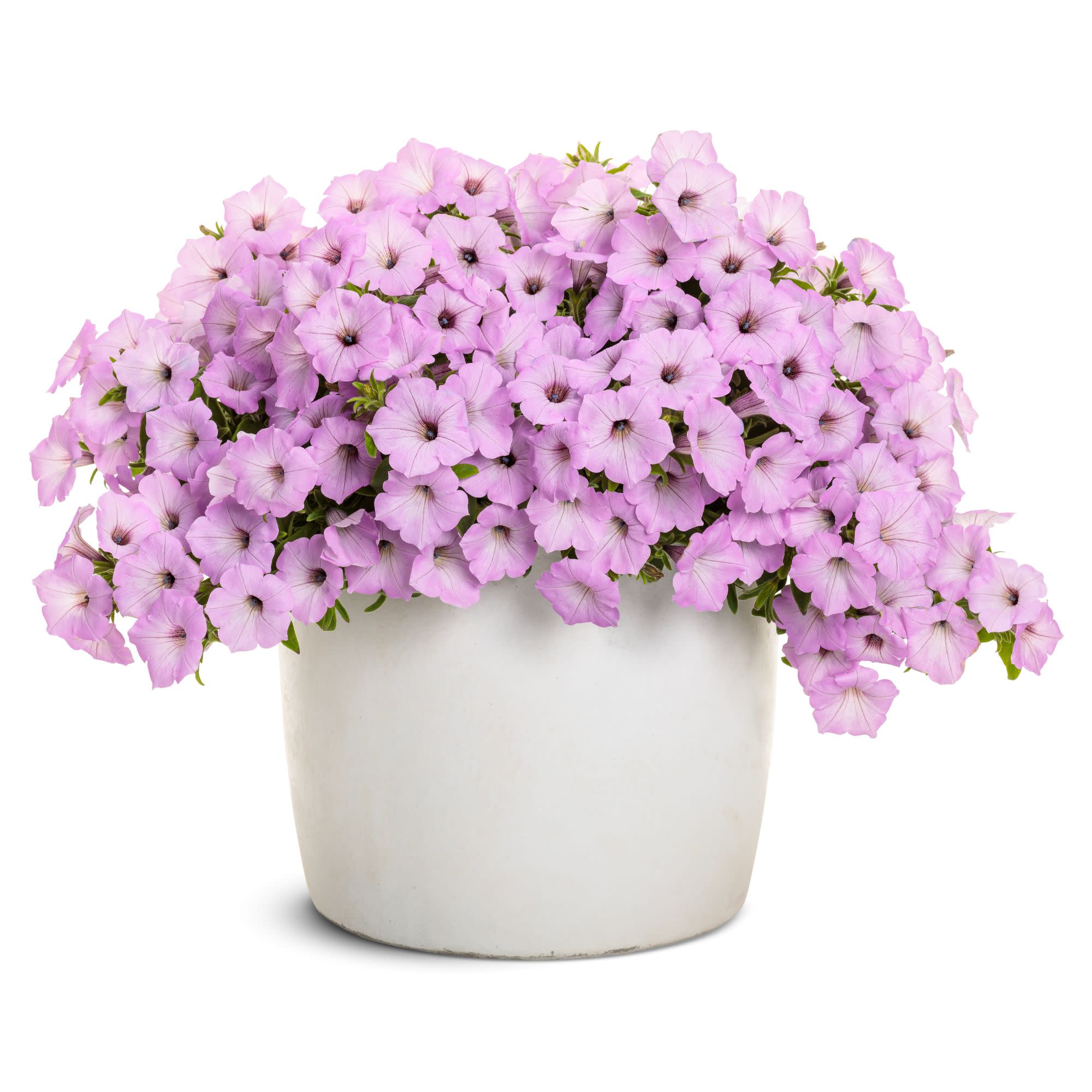 Petunia | Supertunia Vista® Cool Jazz™ | Proven Winners® Annuals