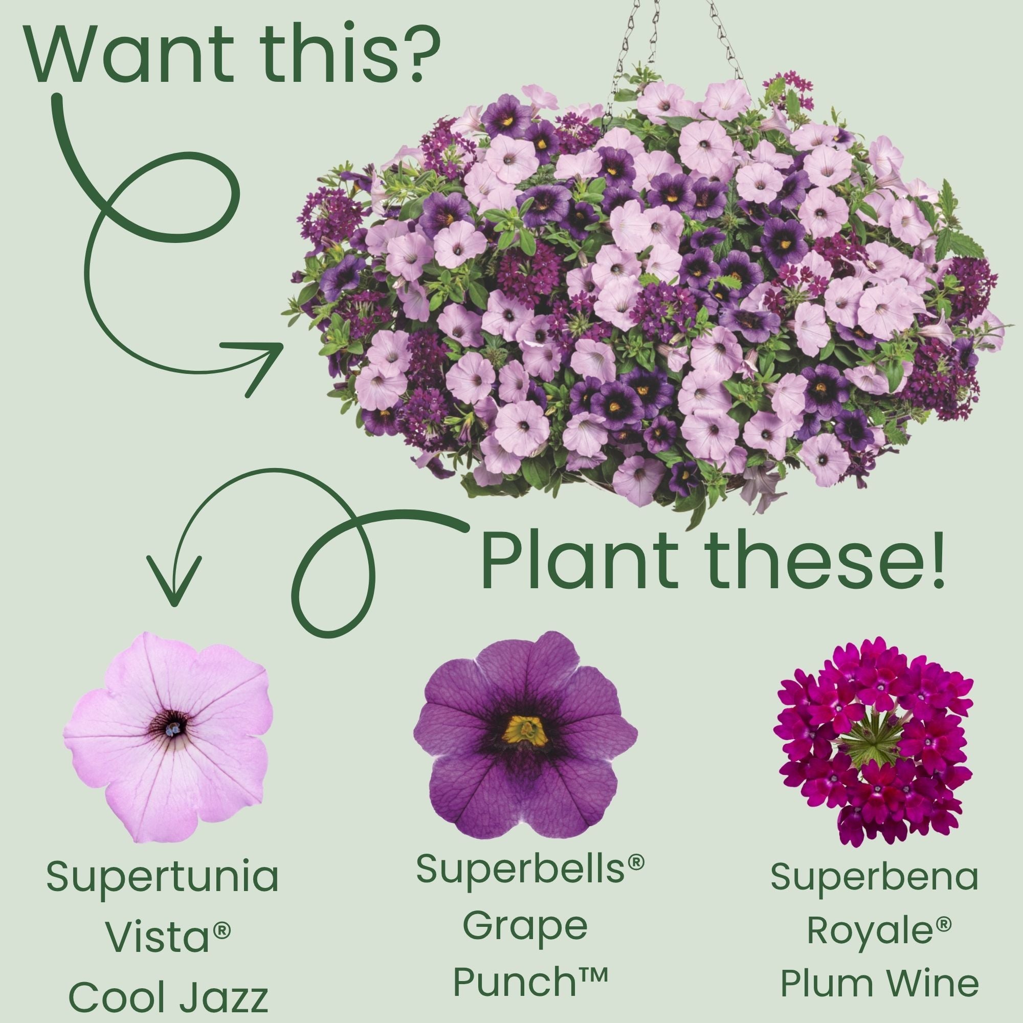 Petunia | Royale Supertunia Vista® Cool Jazz™ | Proven Winners