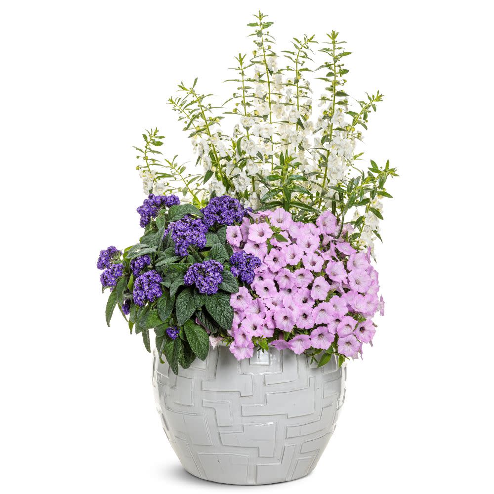 Supertunia Vista® Cool Jazz™ Petunia | Proven Winners® New Variety 2026