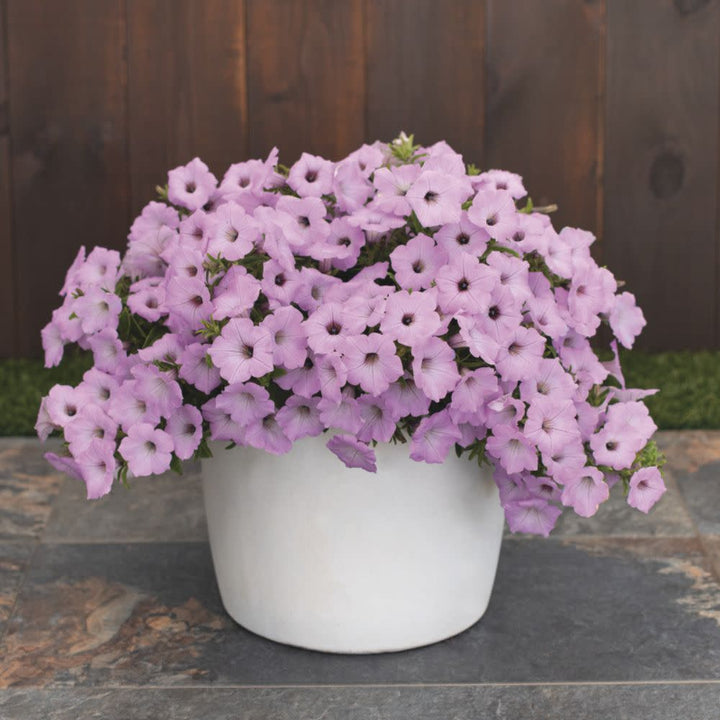 Petunia | Royale Supertunia Vista® Cool Jazz™ | Proven Winners