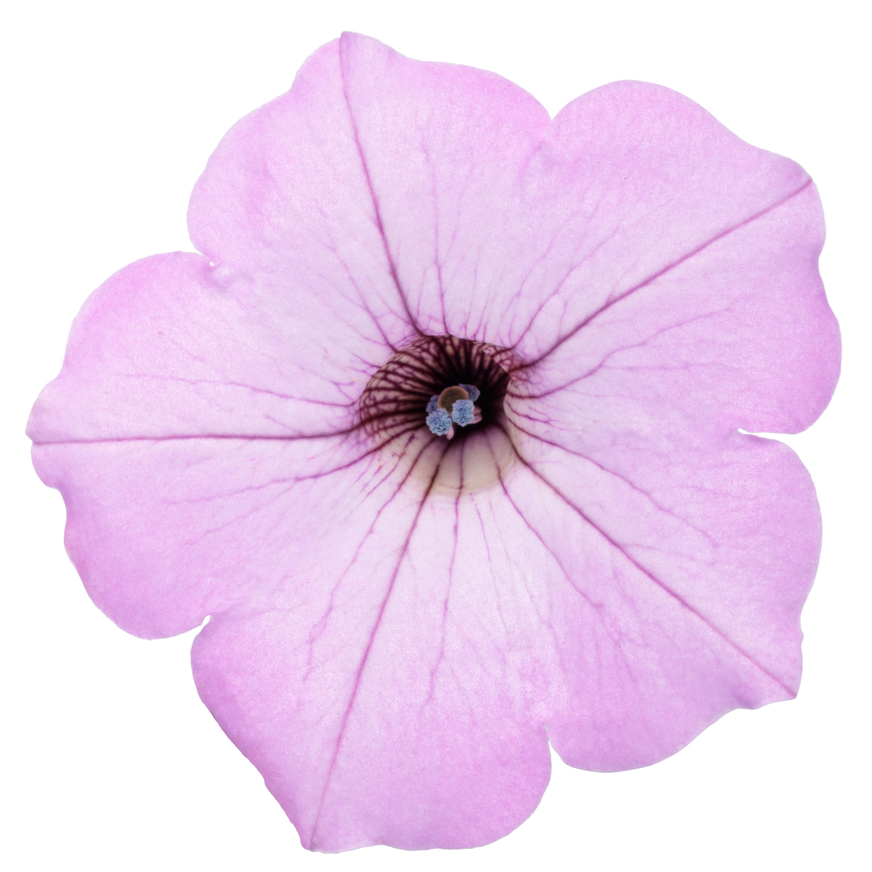 Petunia | Supertunia Vista® Cool Jazz™ | Proven Winners® Annuals