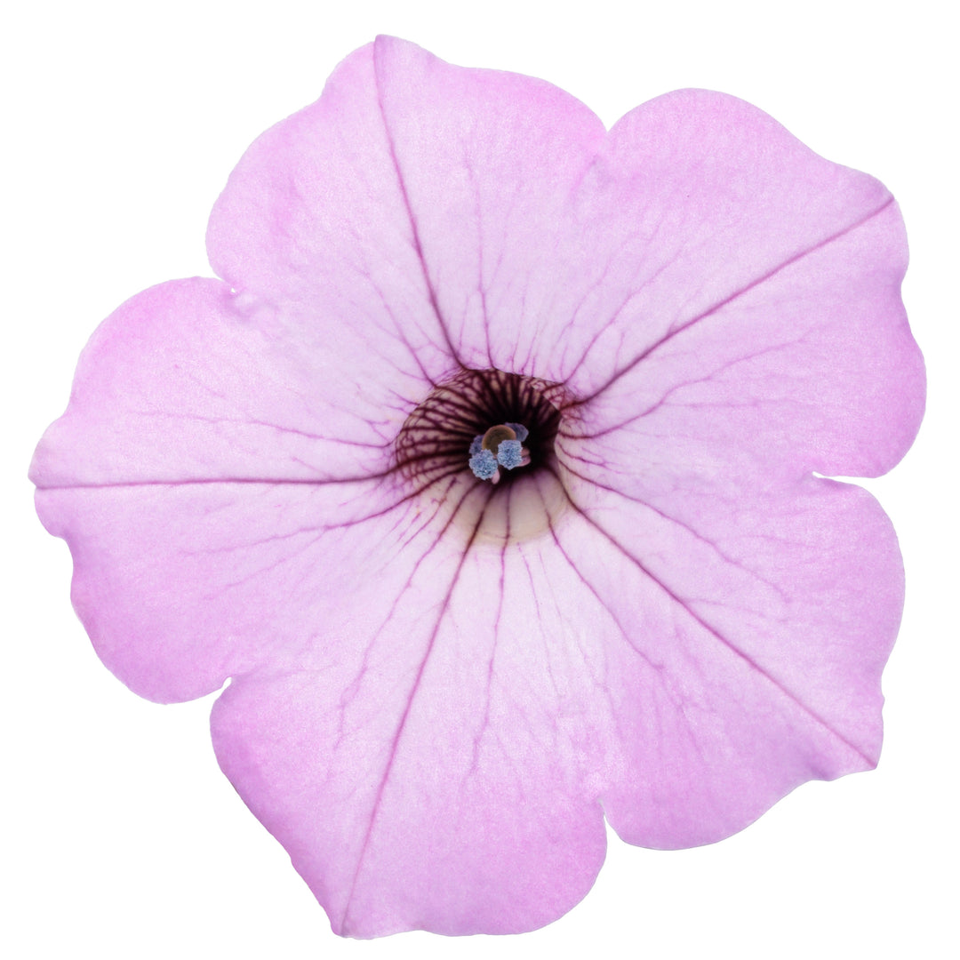 Petunia | Supertunia Vista® Cool Jazz™ | Proven Winners® Annuals