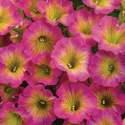 Supertunia Daybreak Charm Supertunia Daybreak Charm Petunia up close.