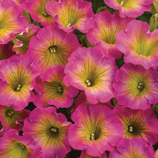 Supertunia Daybreak Charm Supertunia Daybreak Charm Petunia up close.