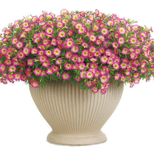 Supertunia® Daybreak Charm Petunia (Petunia hybrid)