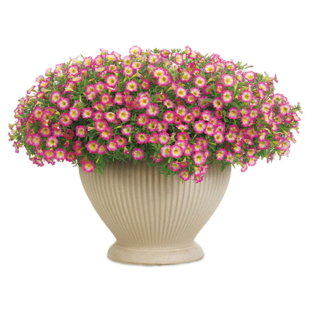 Supertunia® Daybreak Charm Petunia