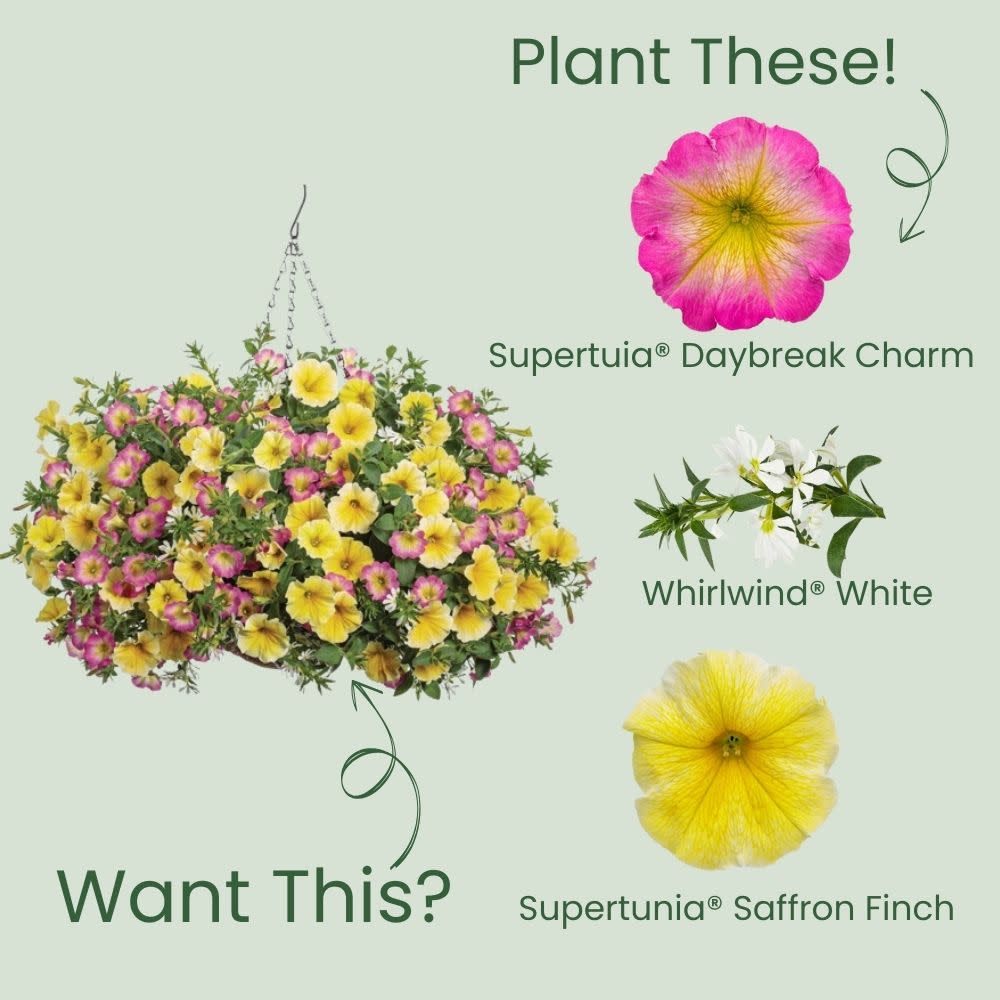 Petunia | Supertunia® Daybreak Charm | Proven Winners® Annuals